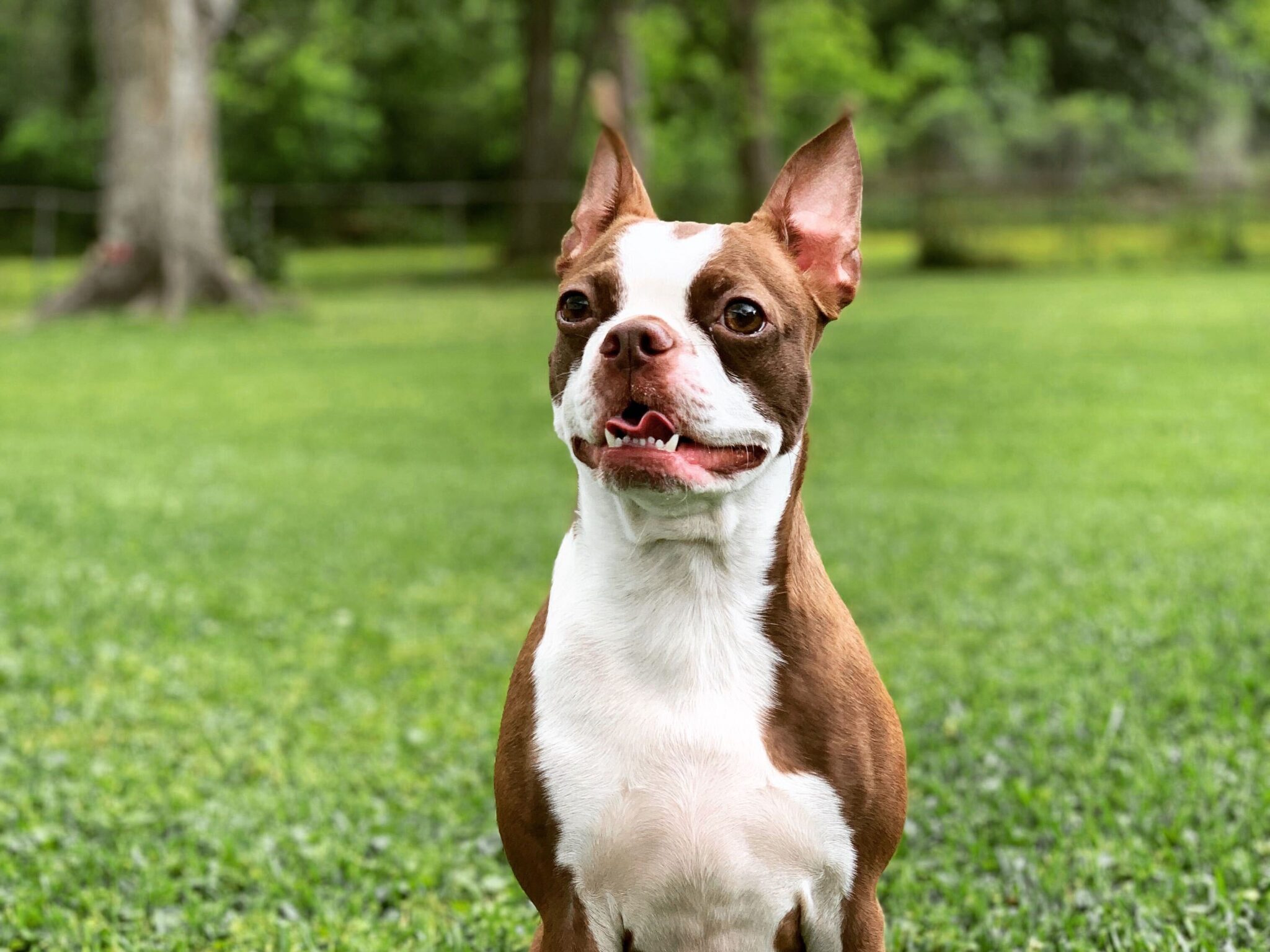 boston terrier runs in a forest with a frisbee in its mouth