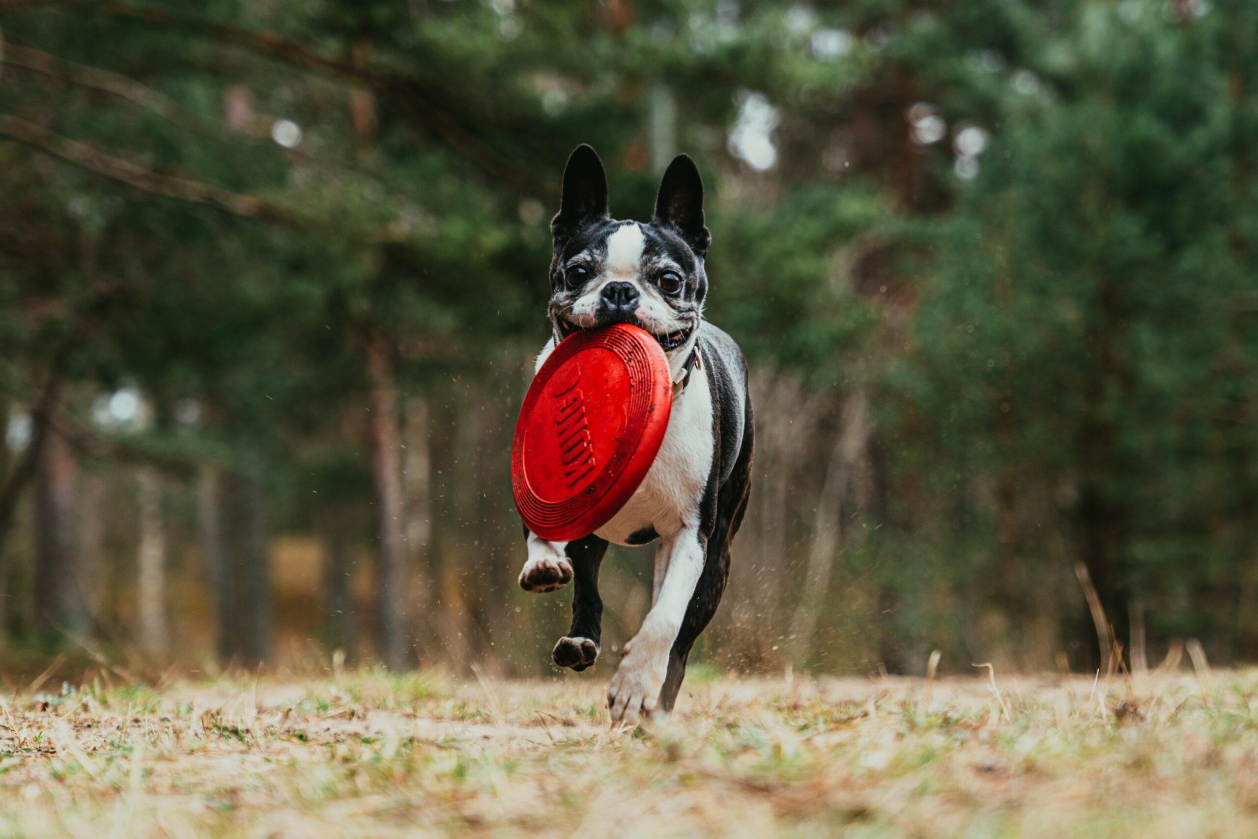 boston terrier runs in a forest with a frisbee in its mouth