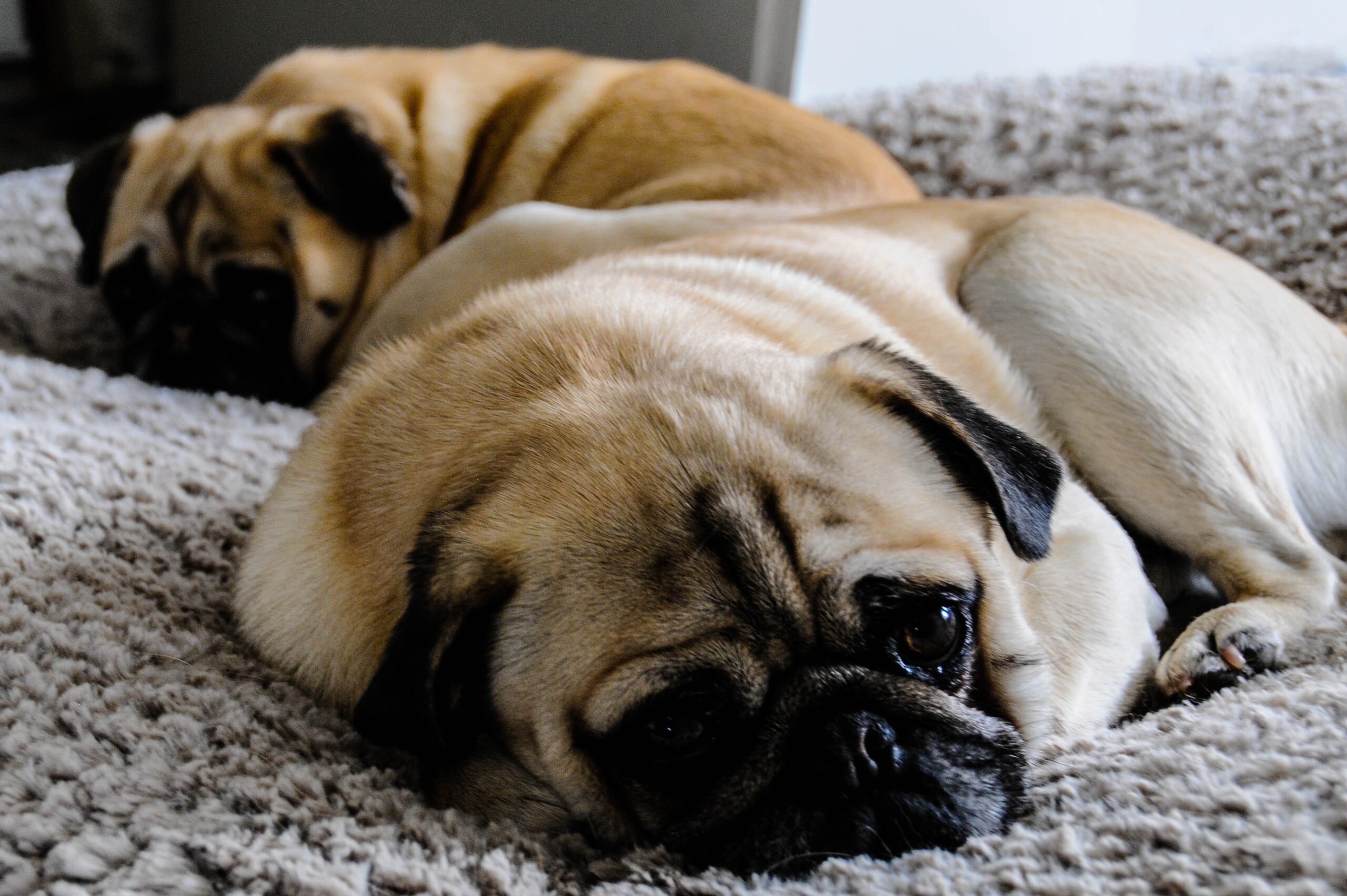 Two pugs sleep on a bed